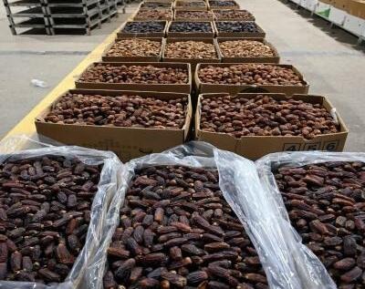 Madinah Region Ranks Third in Saudi Arabia for Date Production with 344,000 Tons Annually